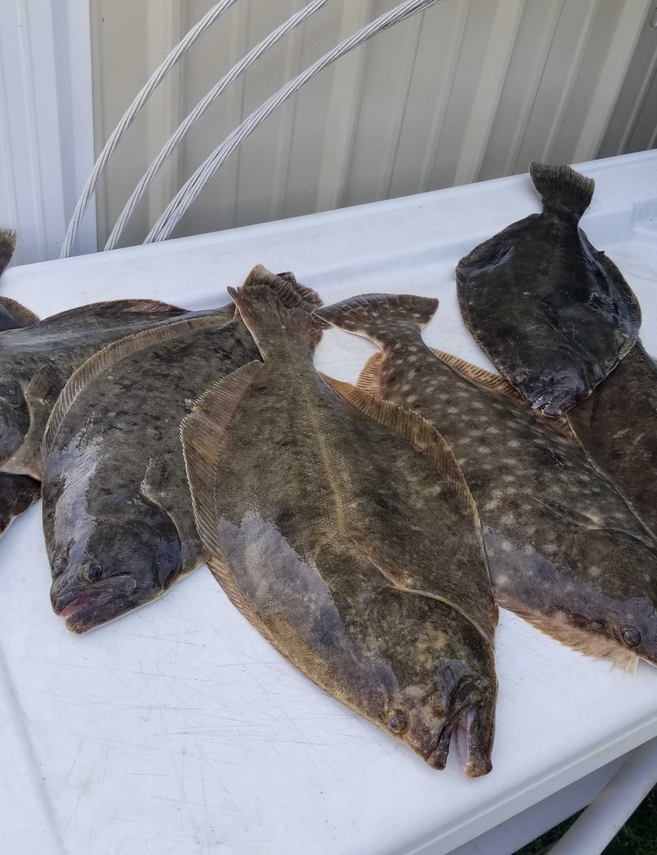 Flounder Season  In Avalon New Jersey